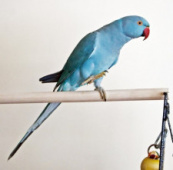 Попугай Ожереловый синий